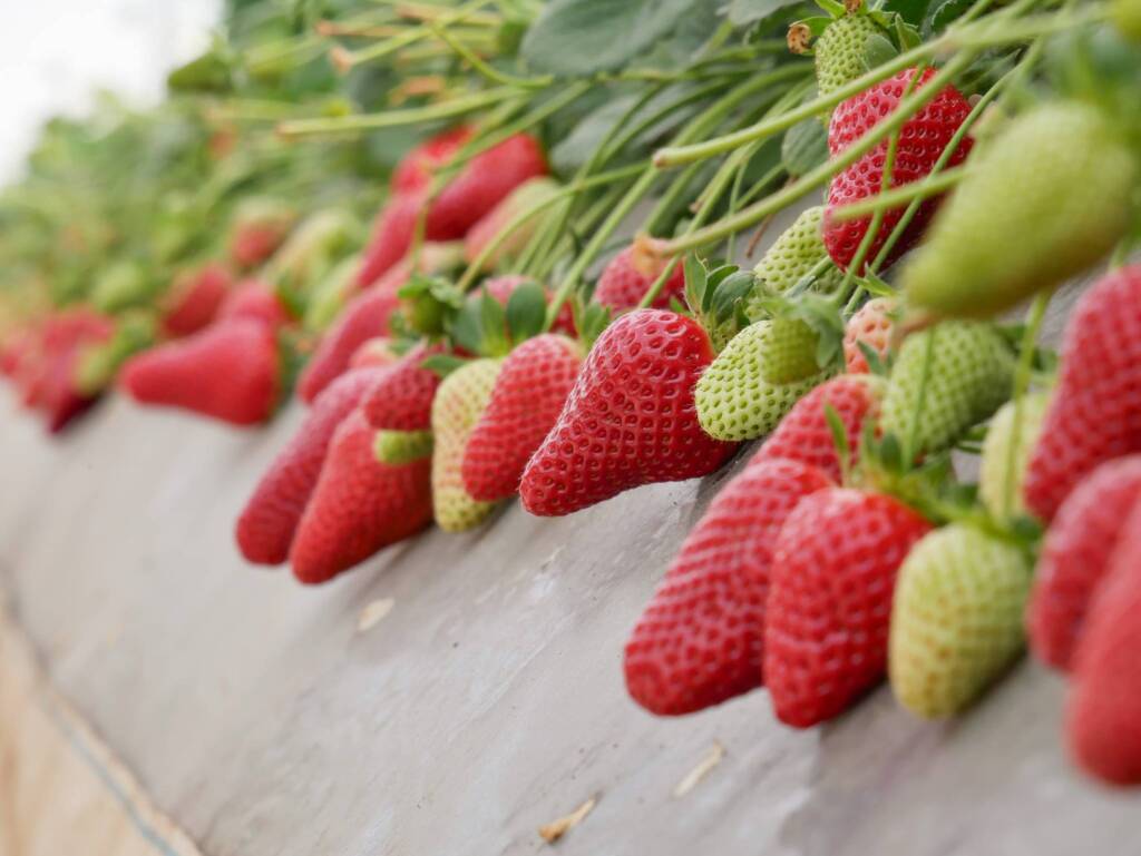 La Fragola Lucana guarda al futuro - Basilicata