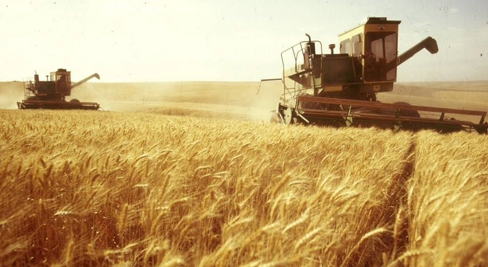 Immagine del post 20499 - Basilicata A rischio la tenuta economica delle aziende cerealicole lucane - Basilicata