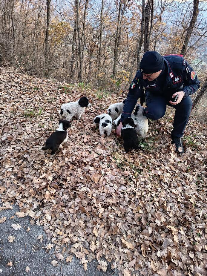 Satriano di Lucania, Carabinieri salvano sette cuccioli di cane - Basilicata