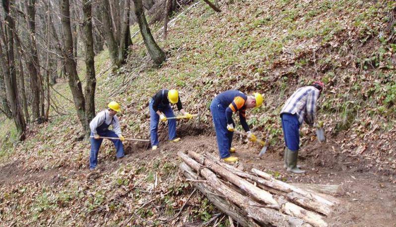 Immagine del post 7285 - Basilicata Cisl, forestazione: bene l’inserimento dei lavoratori ex Tis e Rmi ma è urgente incontro - Basilicata
