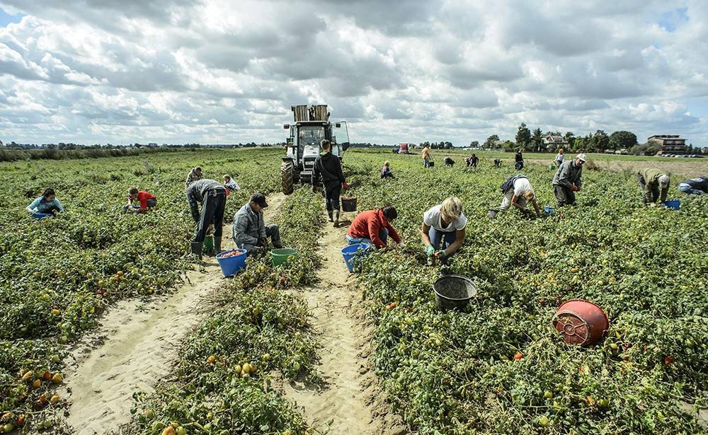 Lavoro agricolo, vietato nelle ore più calde - Basilicata
