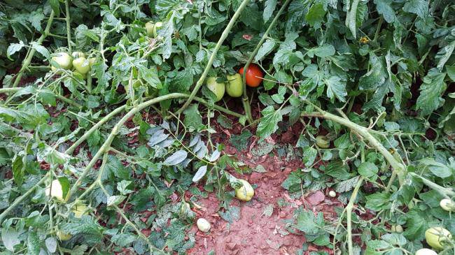 Campi a secco nel materano: si comincia a perdere i raccolti - Basilicata