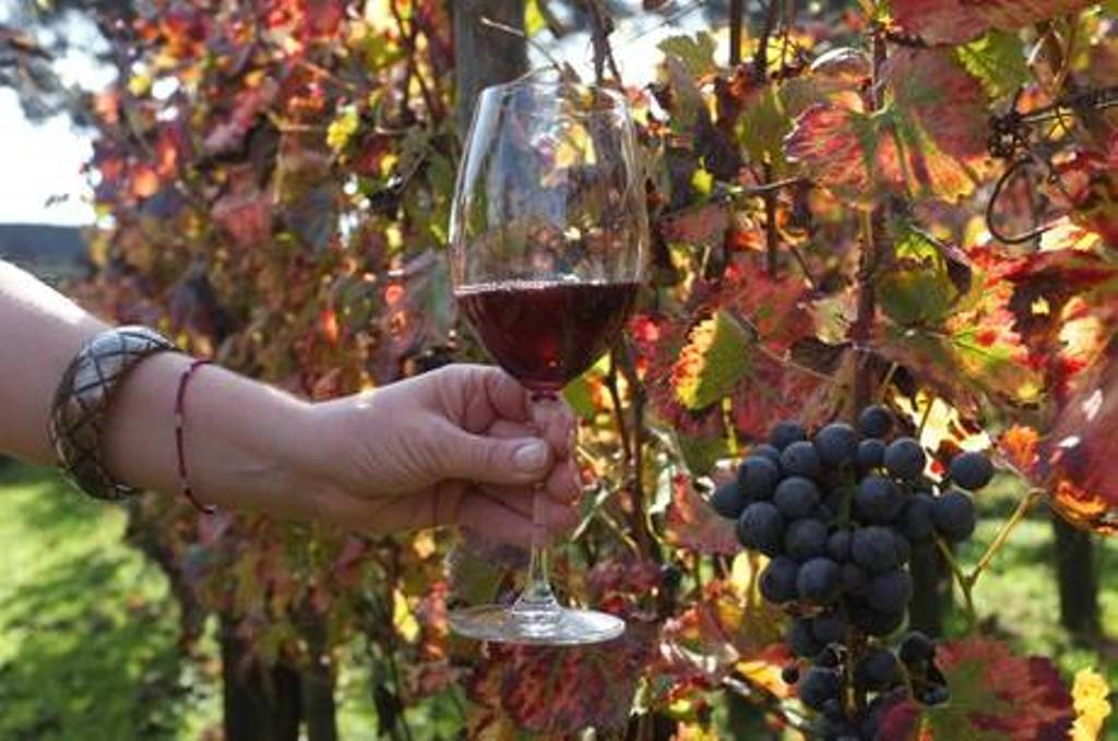 Immagine del post 11648 - Basilicata Vendemmia 2025 nel Vulture: un’annata promettente tra speranze e difficoltà - Basilicata