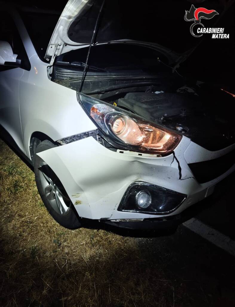 Immagine del post 24013 - Basilicata Cinghiali in carreggiata e incidenti a catena: i Carabinieri a tutela degli automobilisti - Basilicata