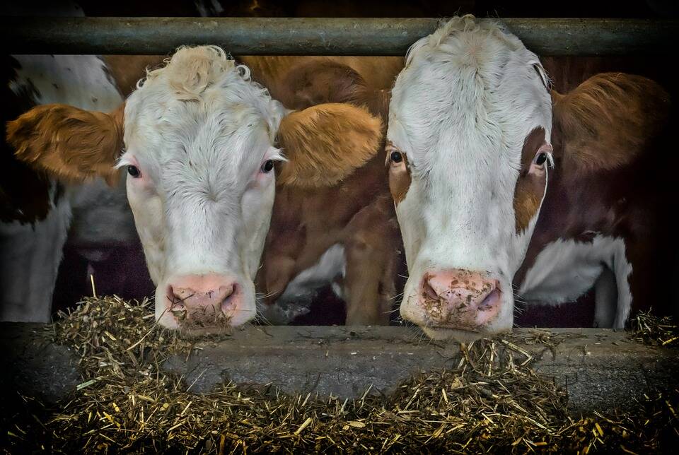 Zootecnia, Ara Basilicata “alla Regione chiediamo di concretizzare le buone intenzioni” - Basilicata