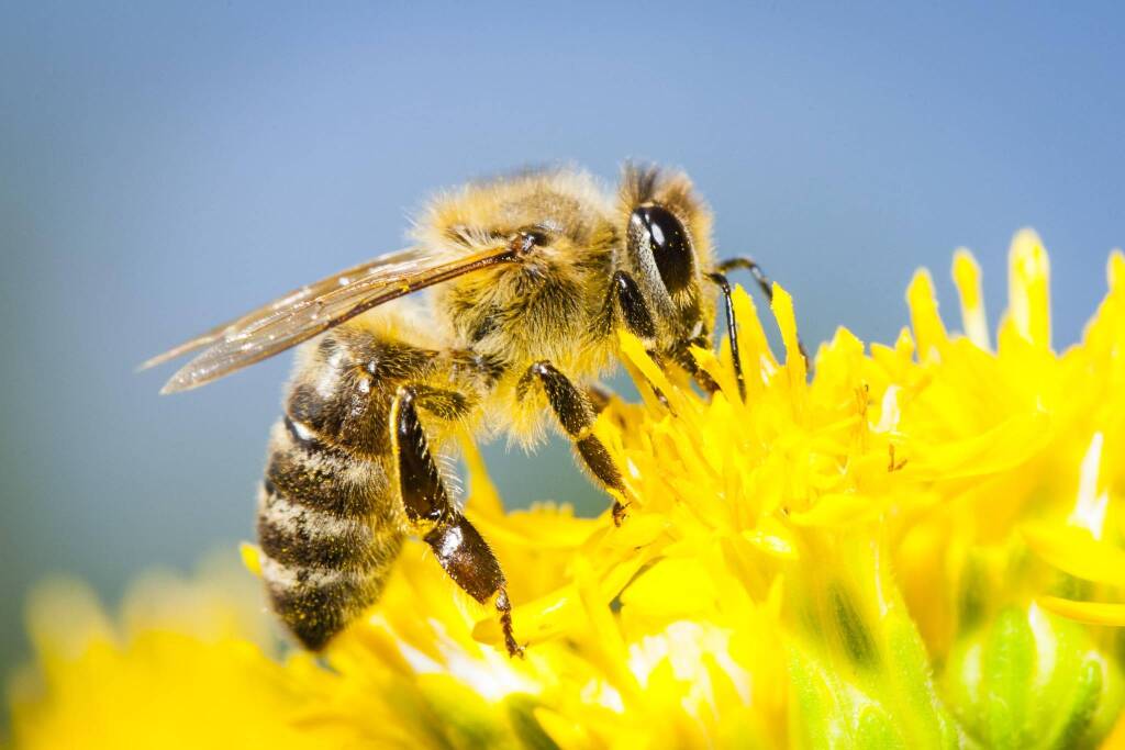 Immagine del post 20653 - Basilicata Api e cibo sotto attacco: ecco come trasformare i balconi in oasi di biodiversità - Basilicata