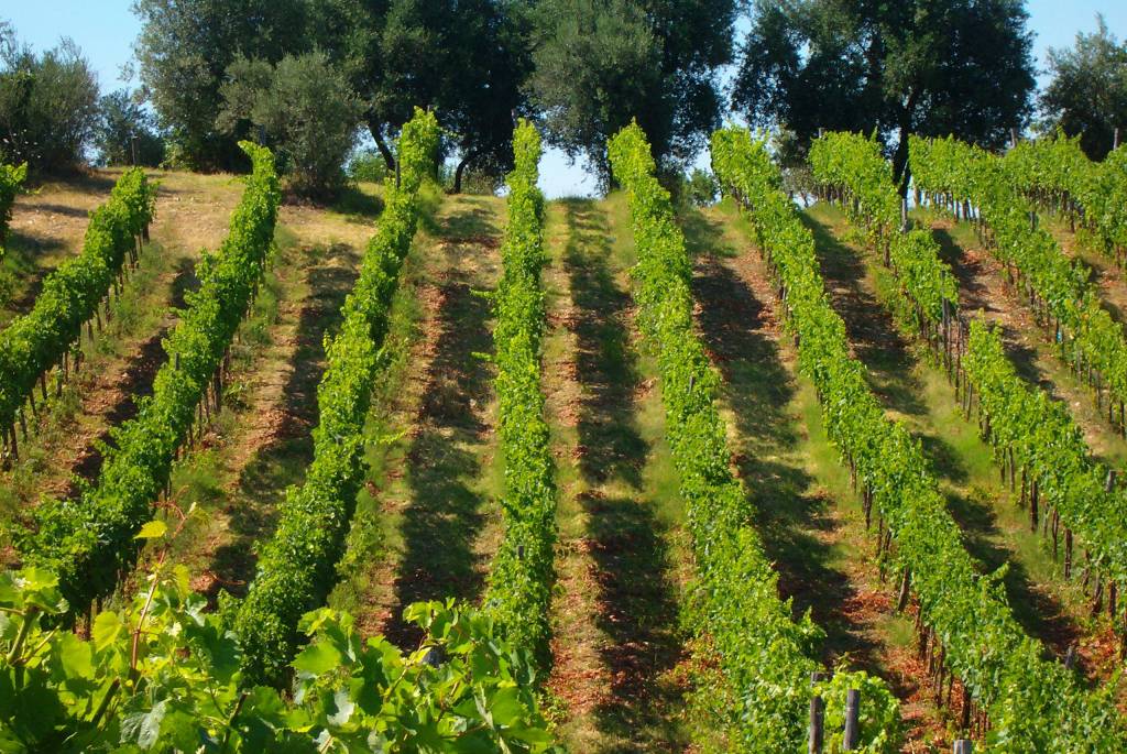 Immagine del post 11814 - Basilicata Il Vulture Alto Bradano è ‘Città italiana del Vino 2026’ - Basilicata
