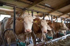 Zootecnia, Cia-Agricoltori: serve un piano di filiera - Basilicata