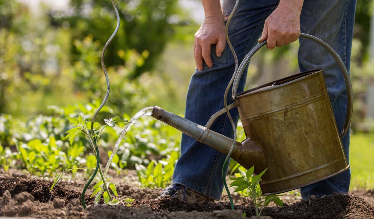 Emergenza acqua, i giovani agricoltori lucani chiedono “dimissioni e commissariamento” - Basilicata