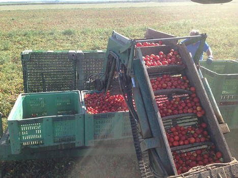 Immagine del post 21989 - Basilicata Pomodoro da industria, Cia Agricoltori: “servono misure per garantire reddito ai produttori” - Basilicata