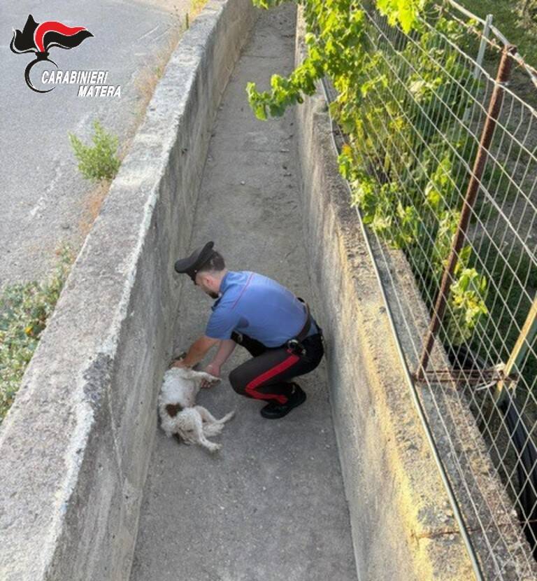 Cagnolino intrappolato in un fossato, salvato dai carabinieri - Basilicata