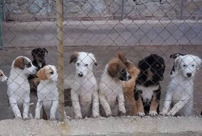 Immagine del post 23233 - Basilicata Demolizione del Viadotto Tiera: “Prima della sicurezza delle opere, venga garantita quella dei 500 cani del Canile Comunale” - Basilicata