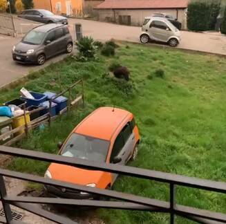 Potenza, la “colazione” del cinghiale in città - Basilicata