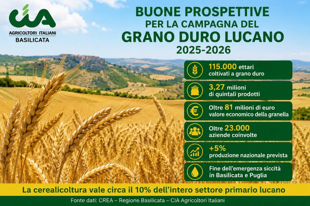 Immagine del post 20974 - Basilicata Cia Agricoltori Basilicata: campagna del grano duro 2025-2026, produzione in ripresa - Basilicata