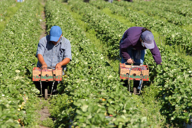 Immagine del post 9010 - Basilicata Emergenza idrica in agricoltura: “subito Commissario ad acta” - Basilicata