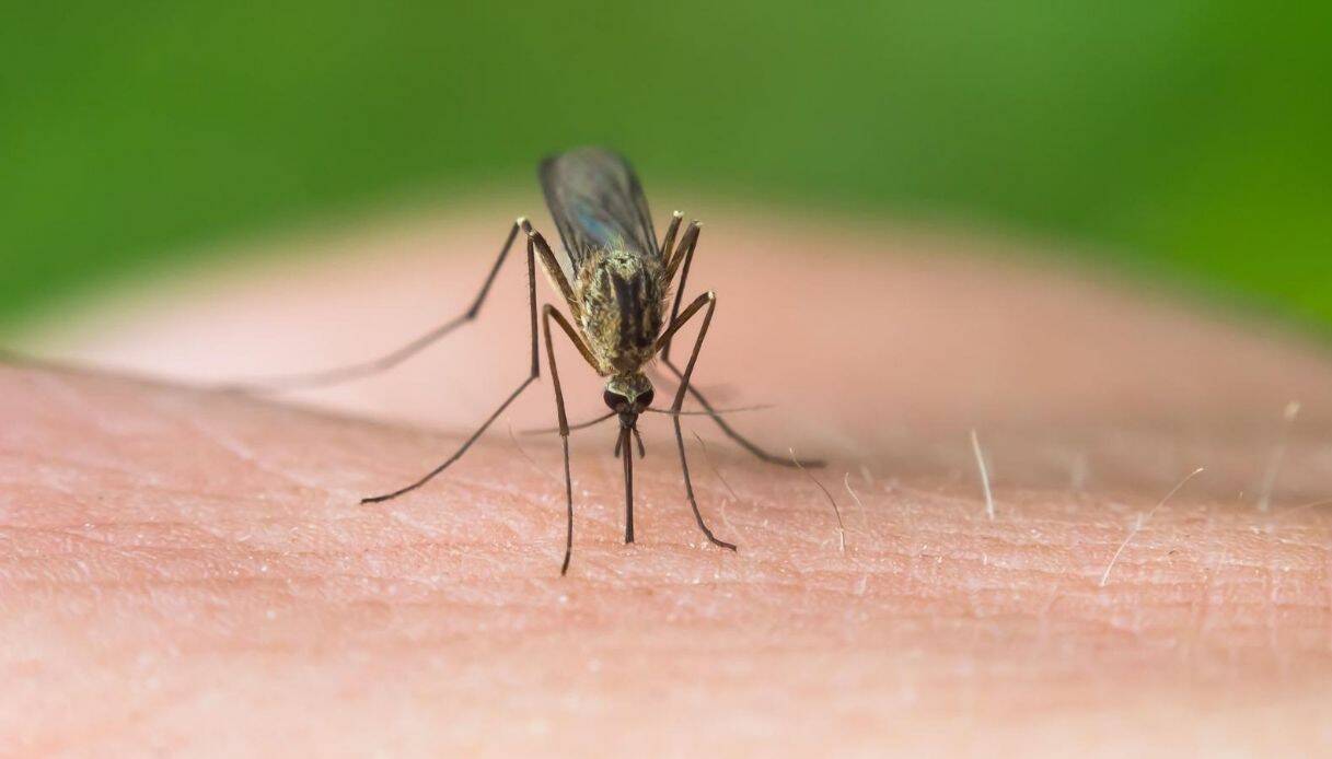 Primo caso di infezione da Virus West Nile in Basilicata - Basilicata