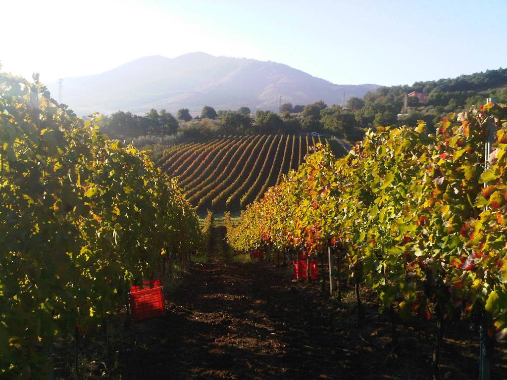 Il Vulture Alto Bradano candidato a “Città italiana del vino 2026” - Basilicata