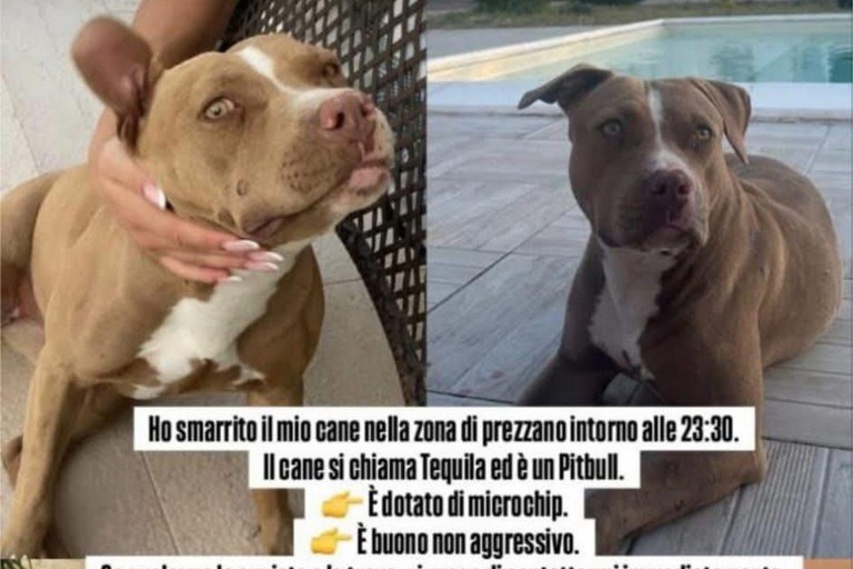 Immagine del post 11253 - Gravina in Puglia Uccisione Tequila: tolleranza zero verso i crimini sugli animali - Gravina in Puglia