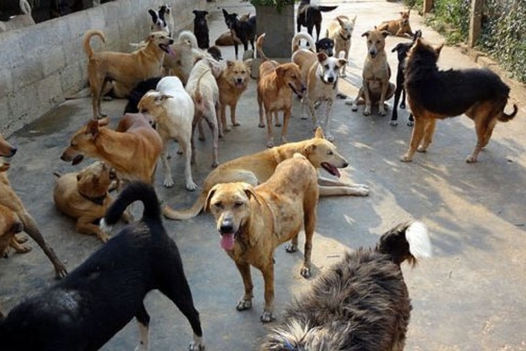 Immagine del post 5160 - Gravina in Puglia Gestione cani randagi, servono aiuti - Gravina in Puglia