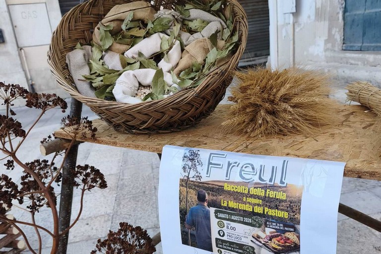 Immagine del post 23571 - Gravina in Puglia Freul: tra raccolta della ferula e Merenda del Pastore - Gravina in Puglia