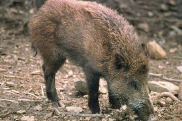 Immagine del post 8061 - Gravina in Puglia Urge attuare il piano di contenimento della fauna selvatica - Gravina in Puglia