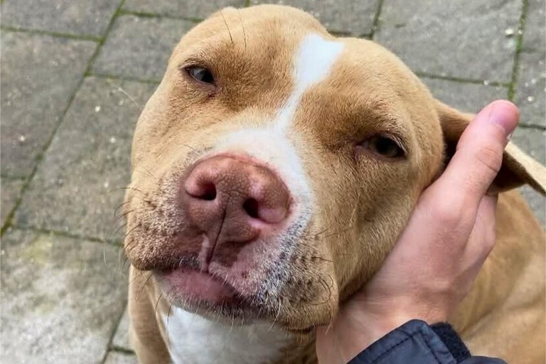 Immagine del post 11300 - Gravina in Puglia Morte Pitbull Tequila, LNDC denuncia alla Procura - Gravina in Puglia