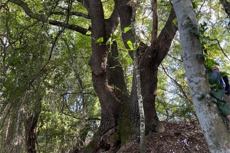 Immagine del post 5299 - Gravina in Puglia Una quercia virgiliana a Gravina tra gli alberi monumentali della Puglia - Gravina in Puglia