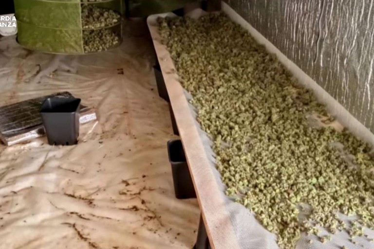 Immagine del post 6992 - Gravina in Puglia Droga: arresti della Guardia di Finanza a Gravina - Gravina in Puglia