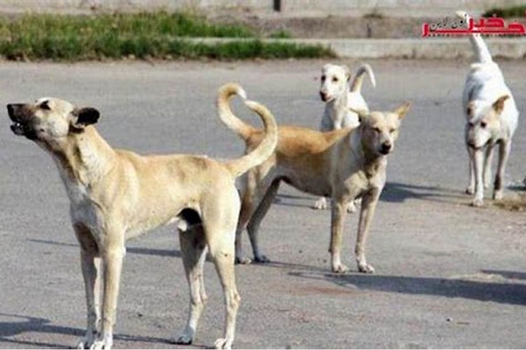 Immagine del post 764 - Gravina in Puglia Adottate un cane randagio: l’appello del Comune - Gravina in Puglia