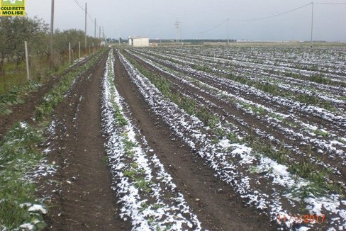Gelate mandano in fumo le colture - Gravina in Puglia