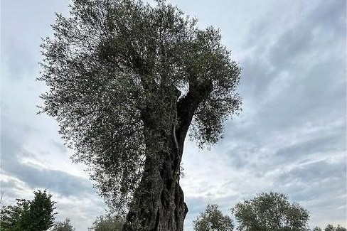 Immagine del post 3878 - Gravina in Puglia Il millenario ulivo “Patriarca” piantato a Gravina - Gravina in Puglia