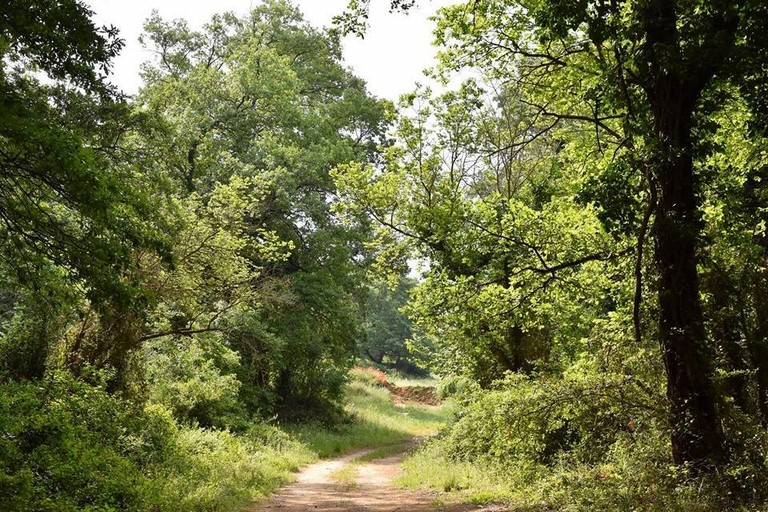 Corse bus per bosco comunale - Gravina in Puglia