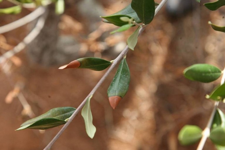 Xylella, Regione Puglia rafforza la prevenzione - Gravina in Puglia