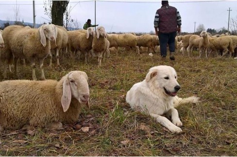 Immagine del post 26098 - Gravina in Puglia Il valore del pastoralismo sulla Murgia - Gravina in Puglia