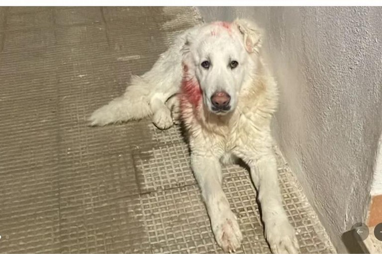 Una raccolta fondi per supportare il canile - Gravina in Puglia