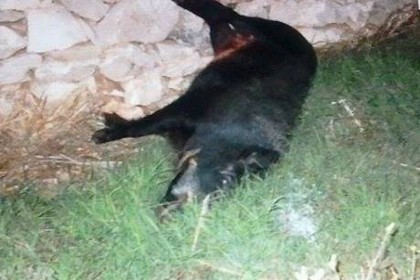 Immagine del post 15063 - Gravina in Puglia Incidenti stradali: crescono quelli causati dai cinghiali - Gravina in Puglia