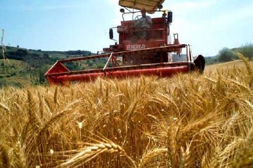 Immagine del post 7427 - Gravina in Puglia Sostegno ai Giovani agricoltori: bando della Regione Puglia - Gravina in Puglia