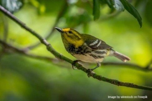 Fauna selvatica: riduzione del 73 per cento in soli 50 anni Cosa dice la Bibbia? - Gravina in Puglia