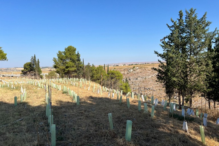 Immagine del post 10932 - Gravina in Puglia Rimboschimento, Lagreca replica a Calculli e Quercia - Gravina in Puglia