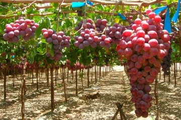 Immagine del post 2938 - Gravina in Puglia Pubblicati avvisi comparto agrumicolo, cerasicolo e uva da tavola - Gravina in Puglia