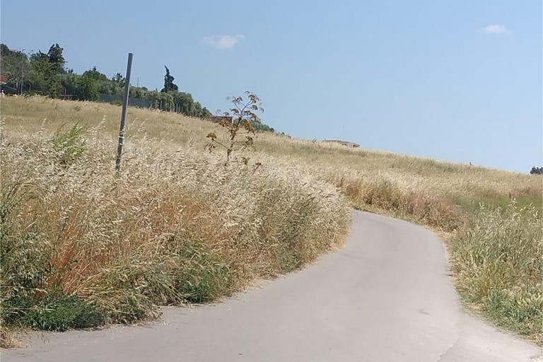 Immagine del post 21019 - Gravina in Puglia Periferie abbandonate, rischio incendi e sterpaglie alte - Gravina in Puglia