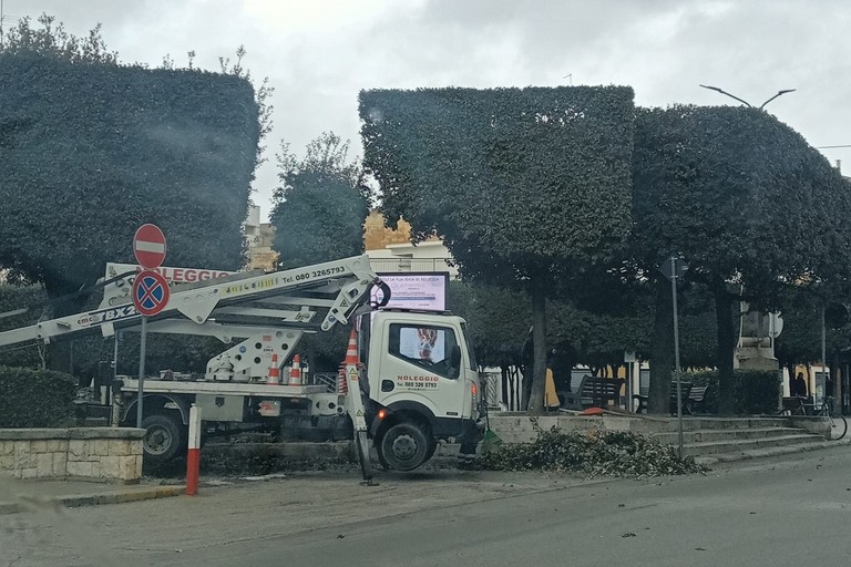Immagine del post 983 - Gravina in Puglia Servizio Verde Pubblico, Lapolla Calculli e Quercia chiedono spiegazioni - Gravina in Puglia