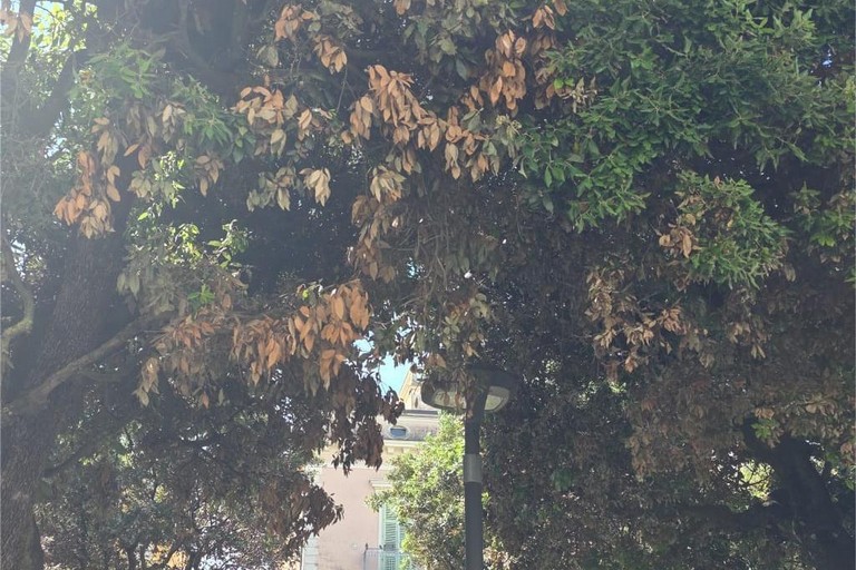 Immagine del post 22689 - Gravina in Puglia Verna: “Urgono misure per l’irrigazione delle piane e aree verdi pubbliche” - Gravina in Puglia