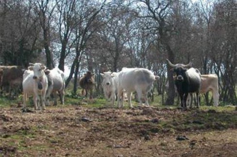 Immagine del post 1089 - Gravina in Puglia Podoliche nel bosco: sospensione temporanea - Gravina in Puglia