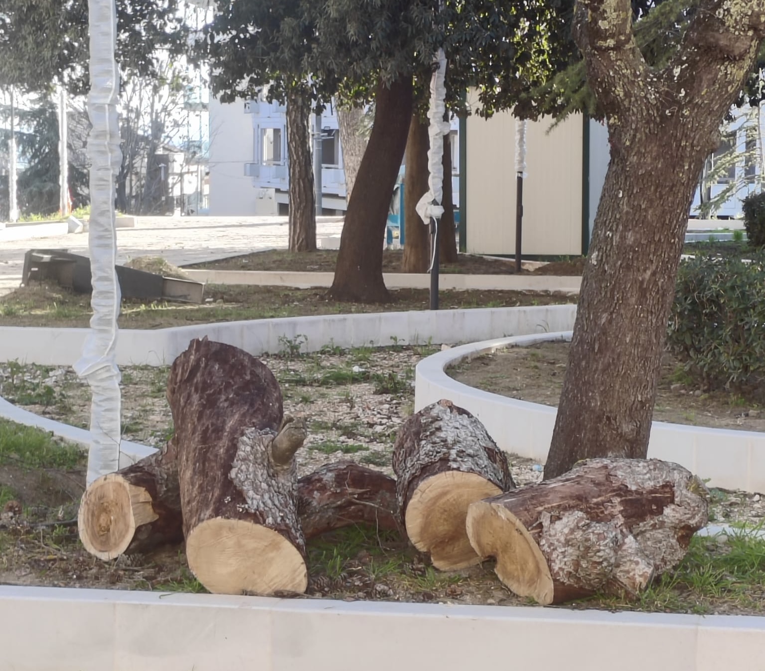 Taglio dei pini nella Villa Grande di Altamura: tra riqualificazione e polemiche - Murgia