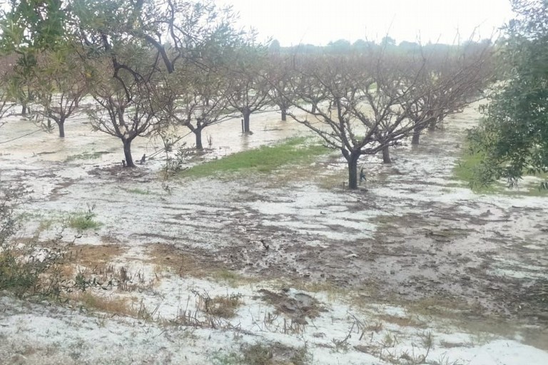 Grandinate in provincia di Matera, danni in agricoltura - Matera