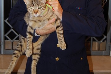 Immagine del post 20128 - Matera Approvato regolamento su benessere animale, sarà creata un'oasi felina - Matera