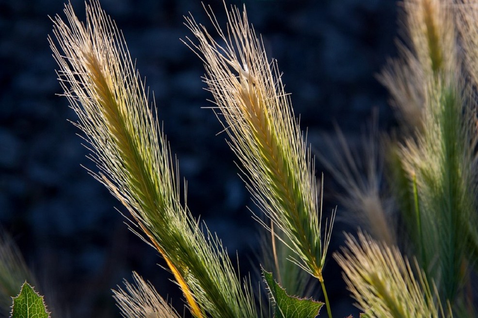 Immagine del post 9552 - Matera Grano: buona produzione ma prezzo basso per agricoltori - Matera
