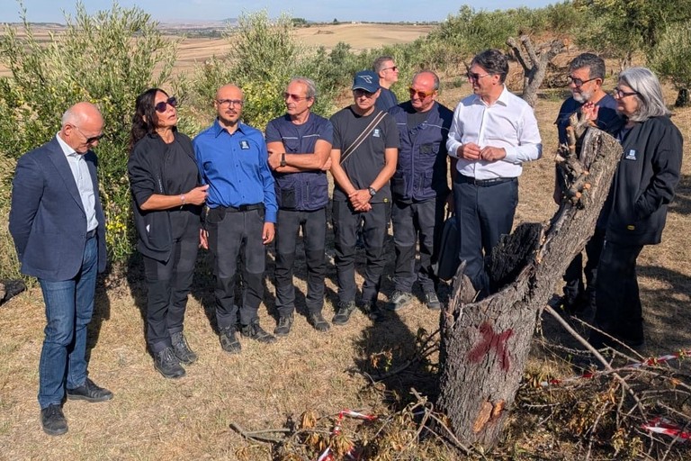 Abbattuto il mandorlo infetto da xylella - Matera