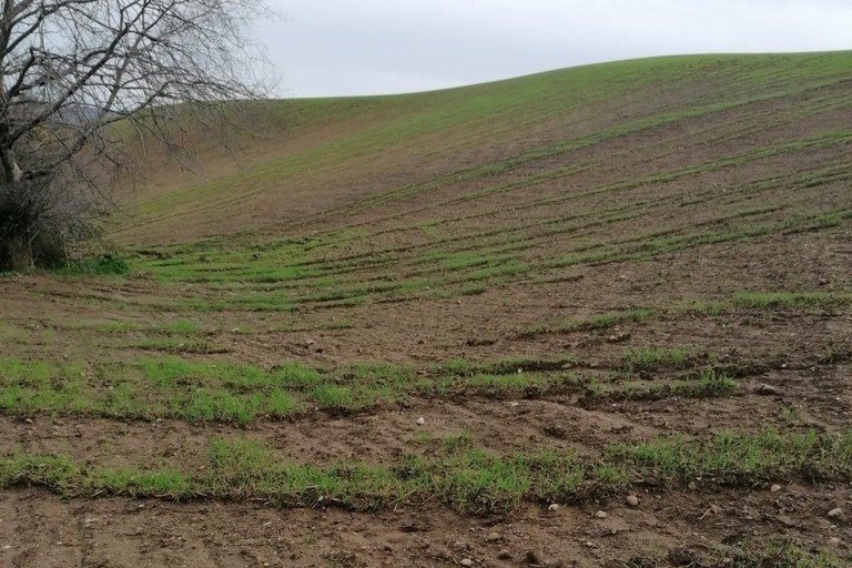 Immagine del post 14739 - Matera Richiesta di stato di calamità per i danni in agricoltura - Matera